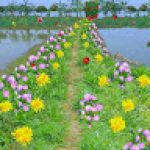 Sajjad Hossain